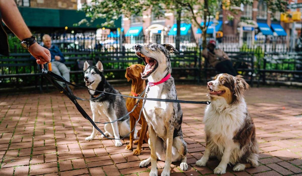 The doberman at the beach